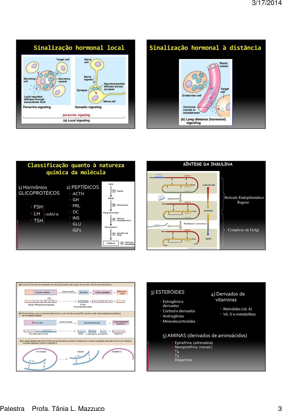 Hormônios GLICOPROTÉICO FH LH subu-α TH 2) PEPTÍDICO ACTH GH PRL OC IN GLU IGFs Peptidases e convertases Retículo Endoplásmático Rugoso
