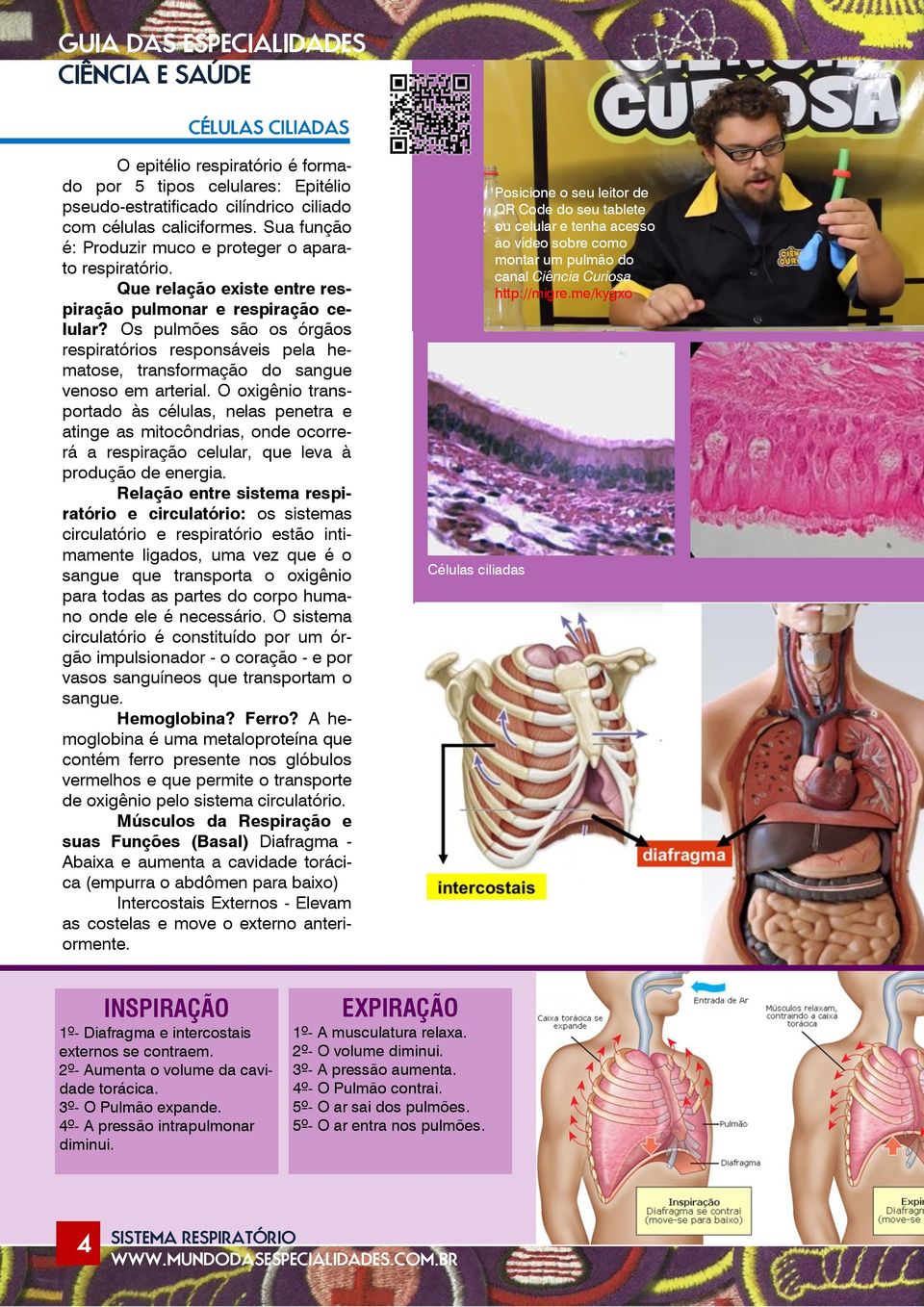 Os pulmões são os órgãos respiratórios responsáveis pela hematose, transformação do sangue venoso em arterial.