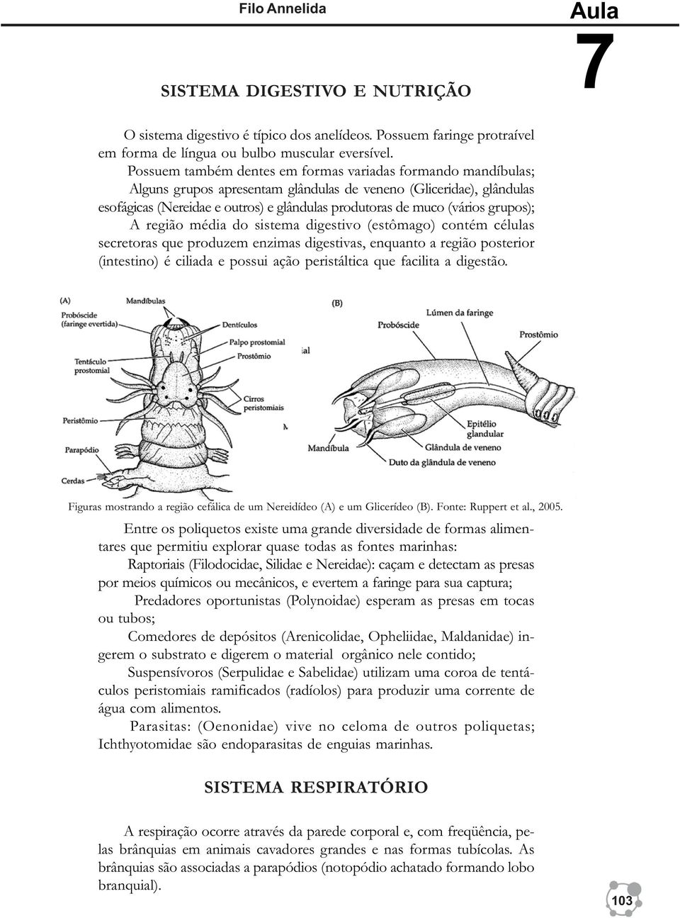 (vários grupos); A região média do sistema digestivo (estômago) contém células secretoras que produzem enzimas digestivas, enquanto a região posterior (intestino) é ciliada e possui ação peristáltica