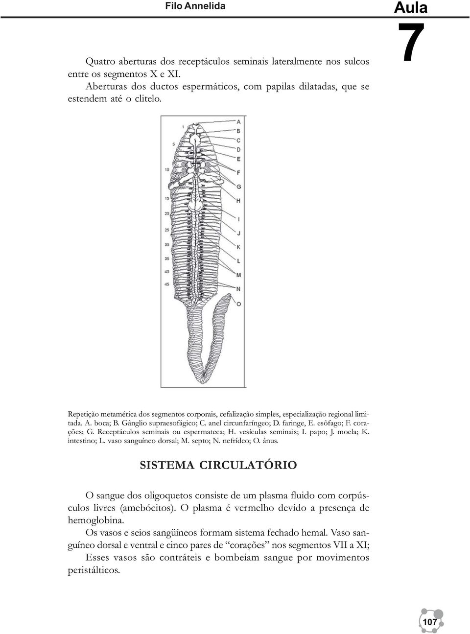 Receptáculos seminais ou espermateca; H. vesículas seminais; I. papo; J. moela; K. intestino; L. vaso sanguíneo dorsal; M. septo; N. nefrídeo; O. ânus.