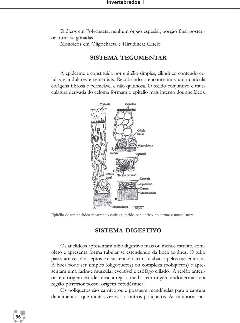 Recobrindo-a encontramos uma cutícula colágena fibrosa e permeável e não quitinosa. O tecido conjuntivo e musculatura derivada do celoma formam o epitélio mais interno dos anelídeos.