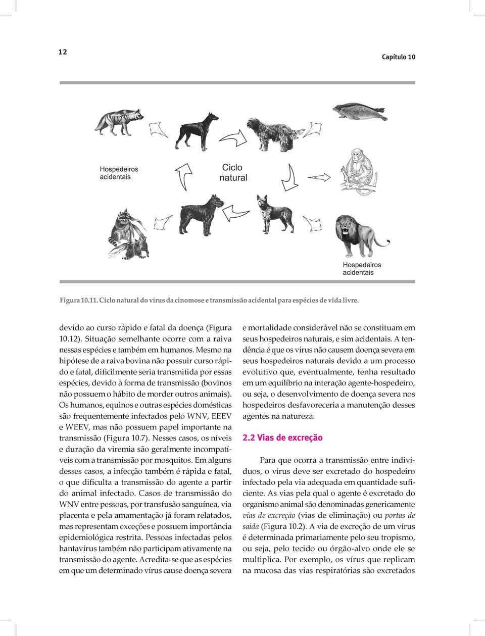 animais). Os humanos, equinos e outras espécies domésticas são frequentemente infectados pelo WNV, EEEV e WEEV, mas não possuem papel importante na transmissão (Figura 10.7).