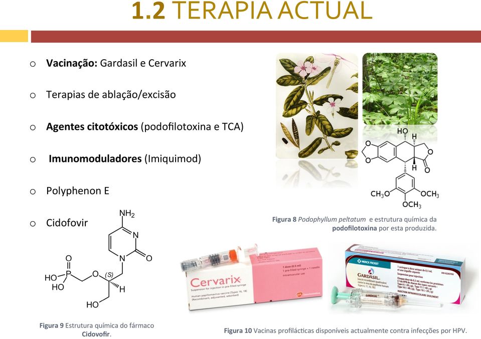 8 Podophyllum peltatum e estrutura química da podofilotoxina por esta produzida.