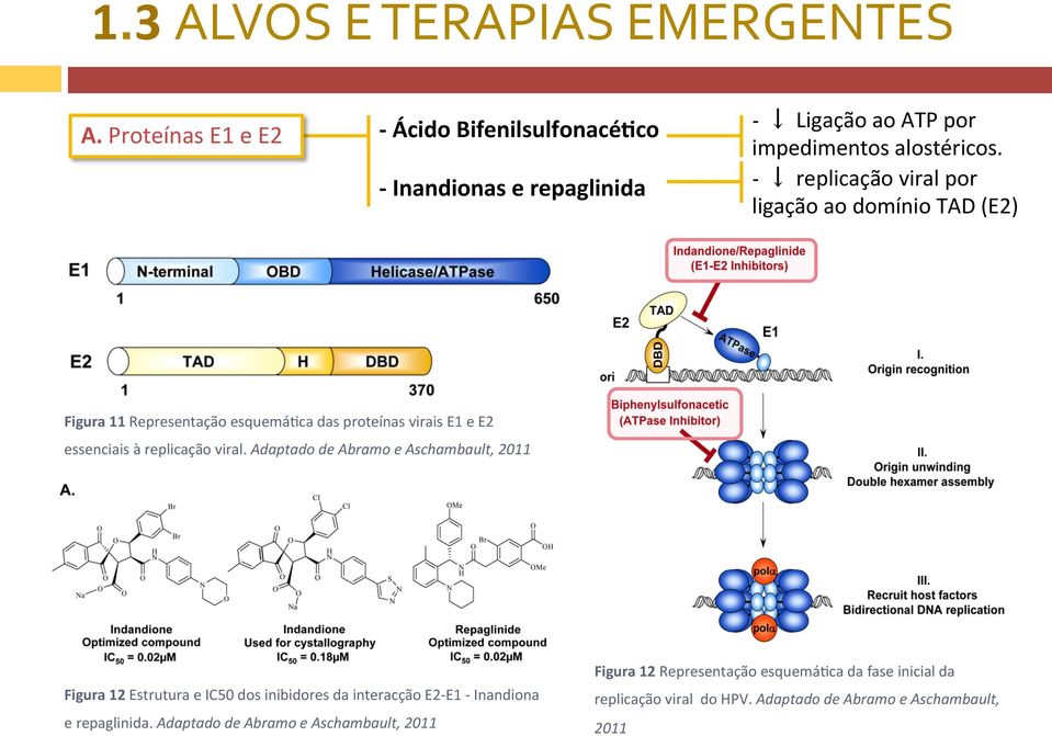 - replicação viral por ligação ao domínio TAD (E2) Figura 11 Representação esquemáuca das proteínas virais E1 e E2 essenciais à replicação viral.