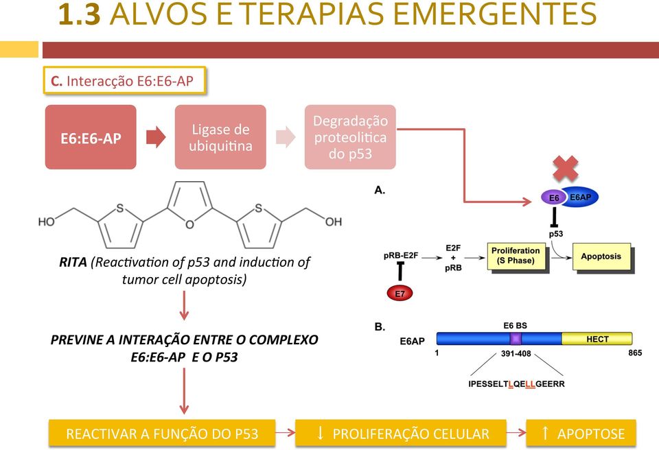 proteoliuca do p53 RITA (ReacCvaCon of p53 and induccon of tumor cell