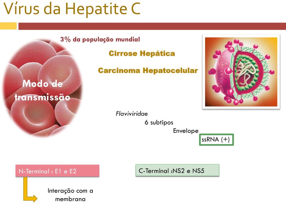 Flaviviridae 6 subtipos Envelope ssrna (+) N-Terminal