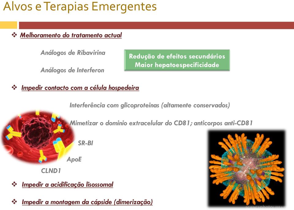 glicoproteinas (altamente conservados) Mimetizar o dominio extracelular do CD81; anticorpos