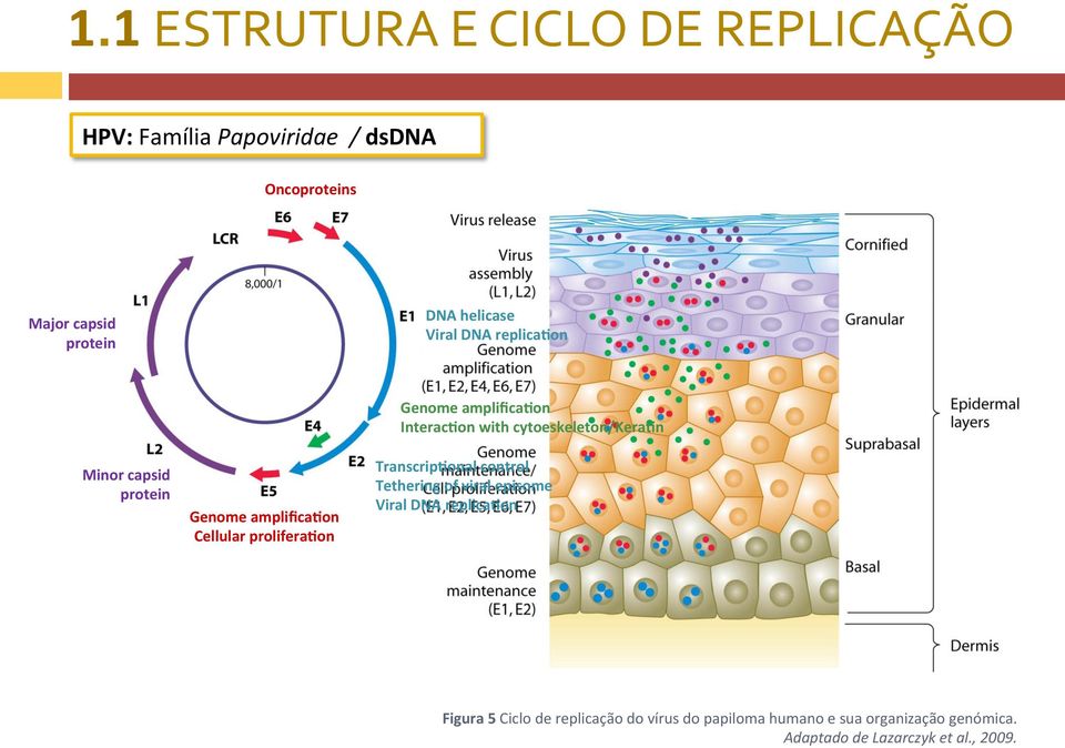 amplificabon InteracBon with cytoeskeleton/kerabn TranscripBonal control Tethering of viral episome Viral DNA