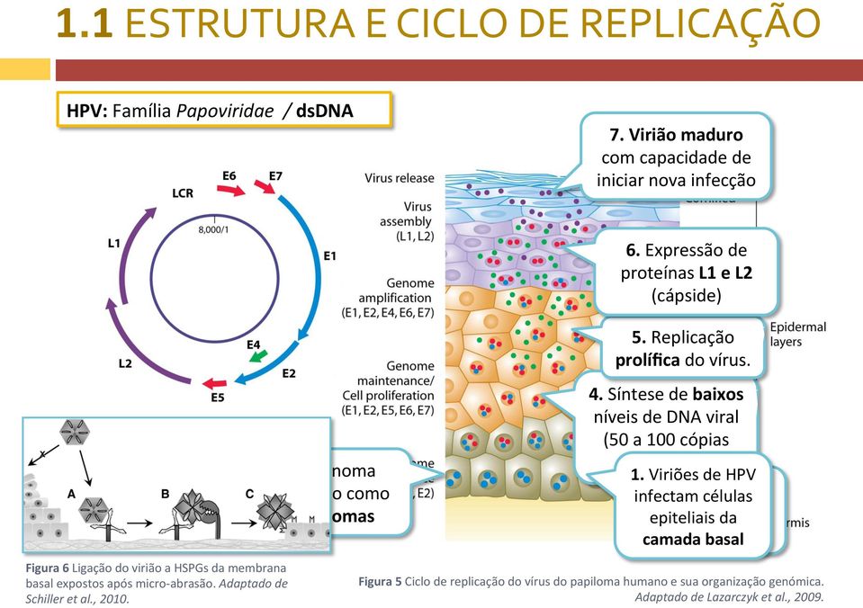 Genoma manudo como epissomas Figura 6 Ligação do virião a HSPGs da membrana basal expostos após micro- abrasão. Adaptado de Schiller et al., 2010. 4.