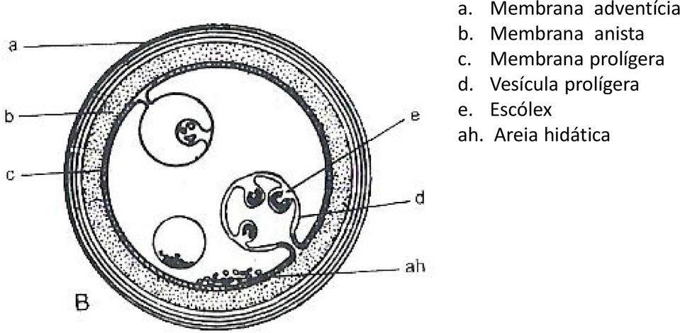 Membrana prolígera d.