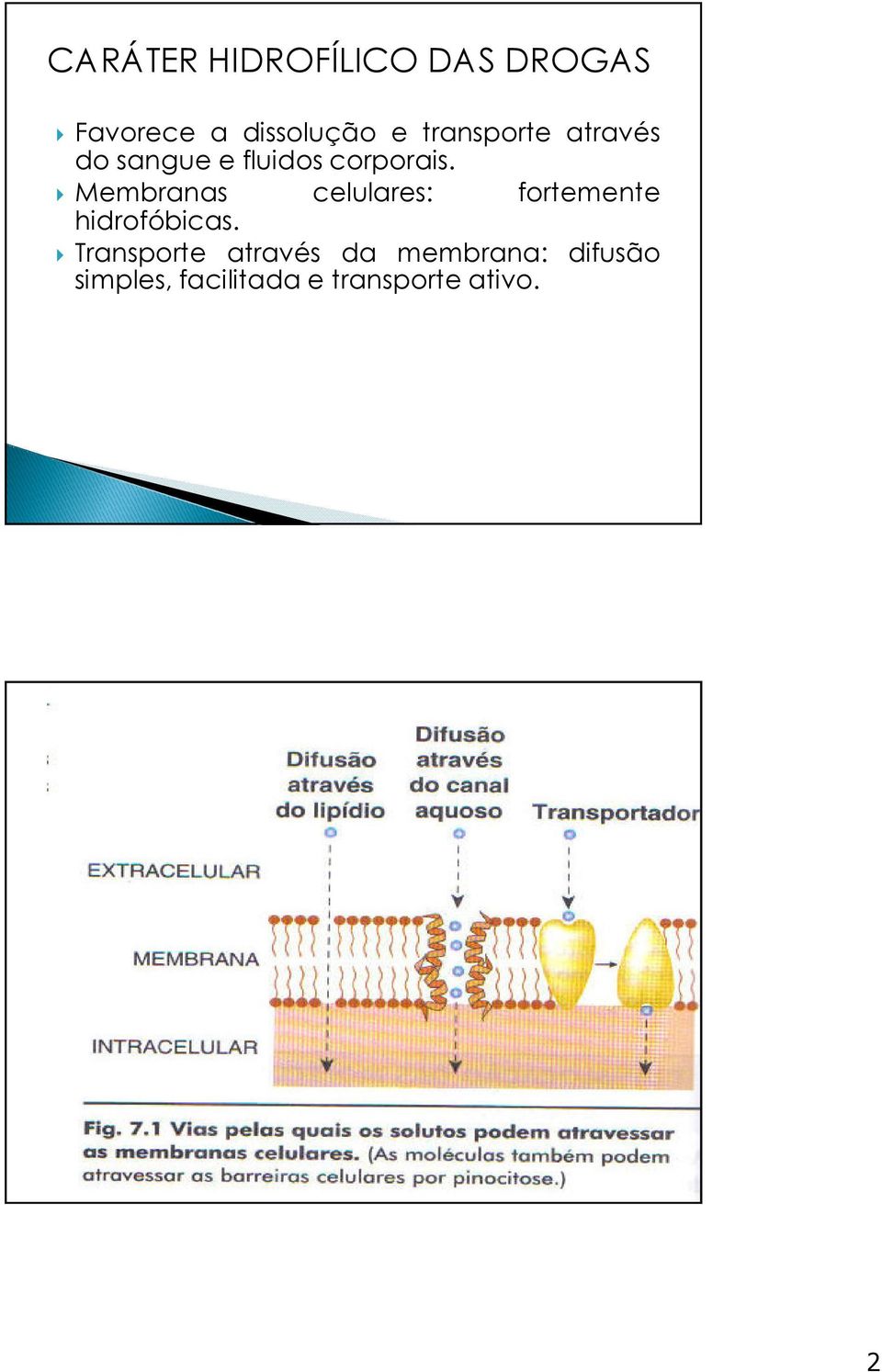 Membranas celulares: fortemente hidrofóbicas.