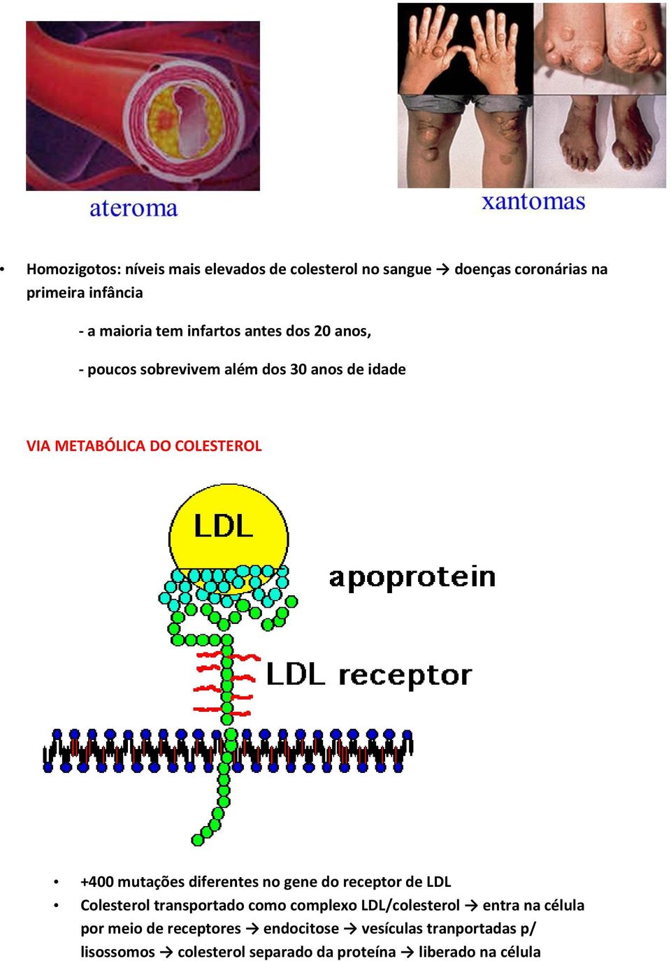 mutações diferentes no gene do receptor de LDL Colesterol transportado como complexo LDL/colesterol entra na