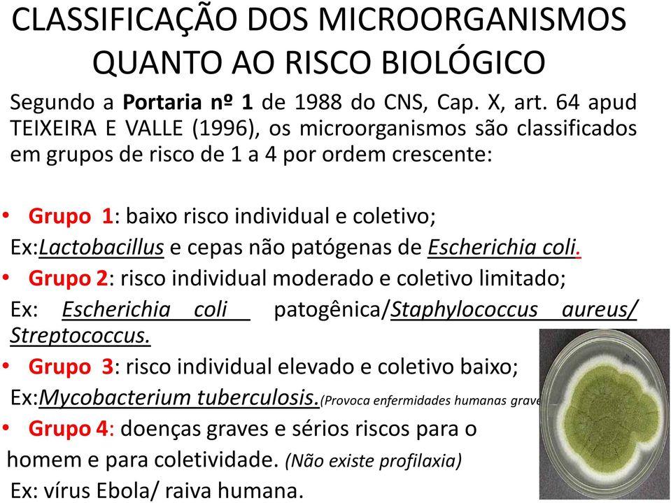 Ex:Lactobacillus e cepas não patógenas de Escherichia coli.