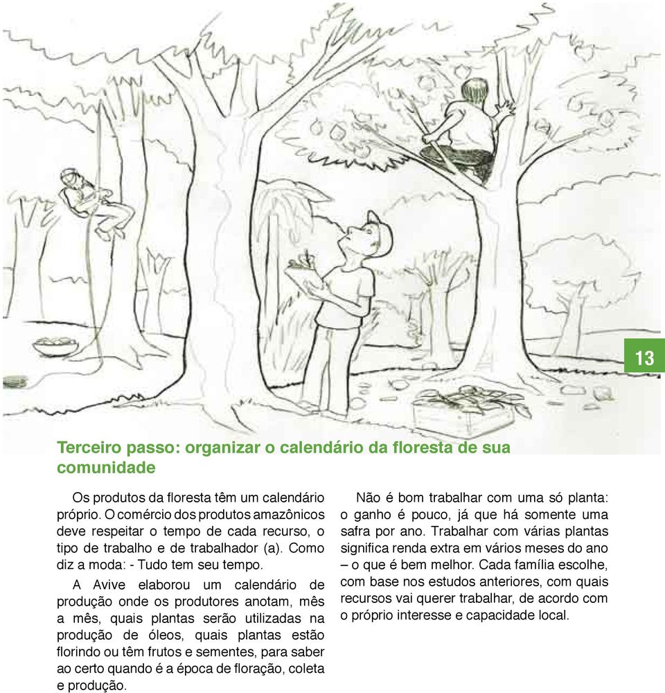 A Avive elaborou um calendário de produção onde os produtores anotam, mês a mês, quais plantas serão utilizadas na produção de óleos, quais plantas estão florindo ou têm frutos e sementes, para saber