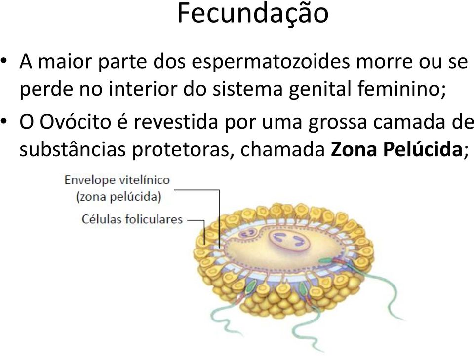 feminino; O Ovócito é revestida por uma grossa