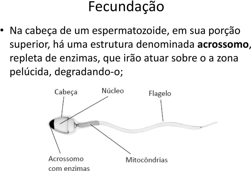 denominada acrossomo, repleta de enzimas,