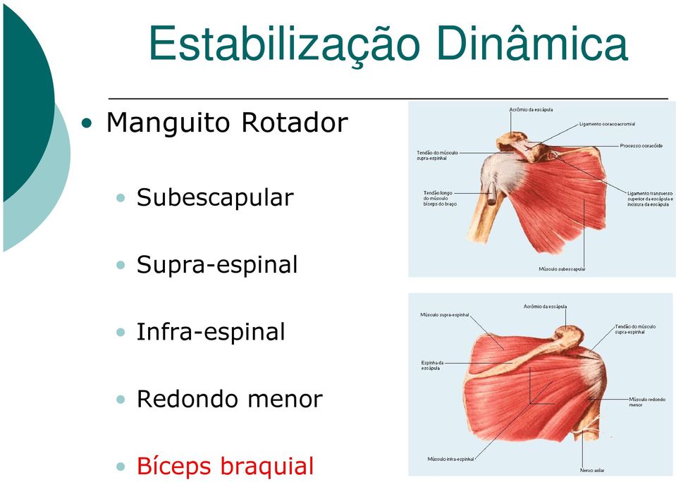 Subescapular Supra-espinal