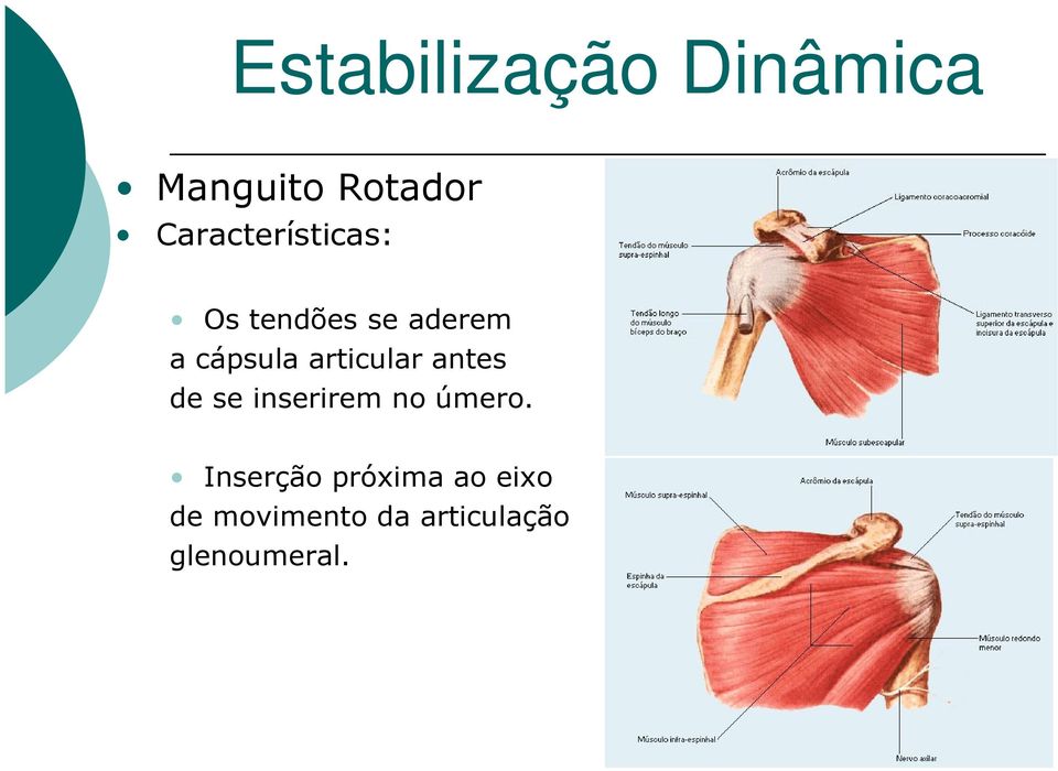 articular antes de se inserirem no úmero.