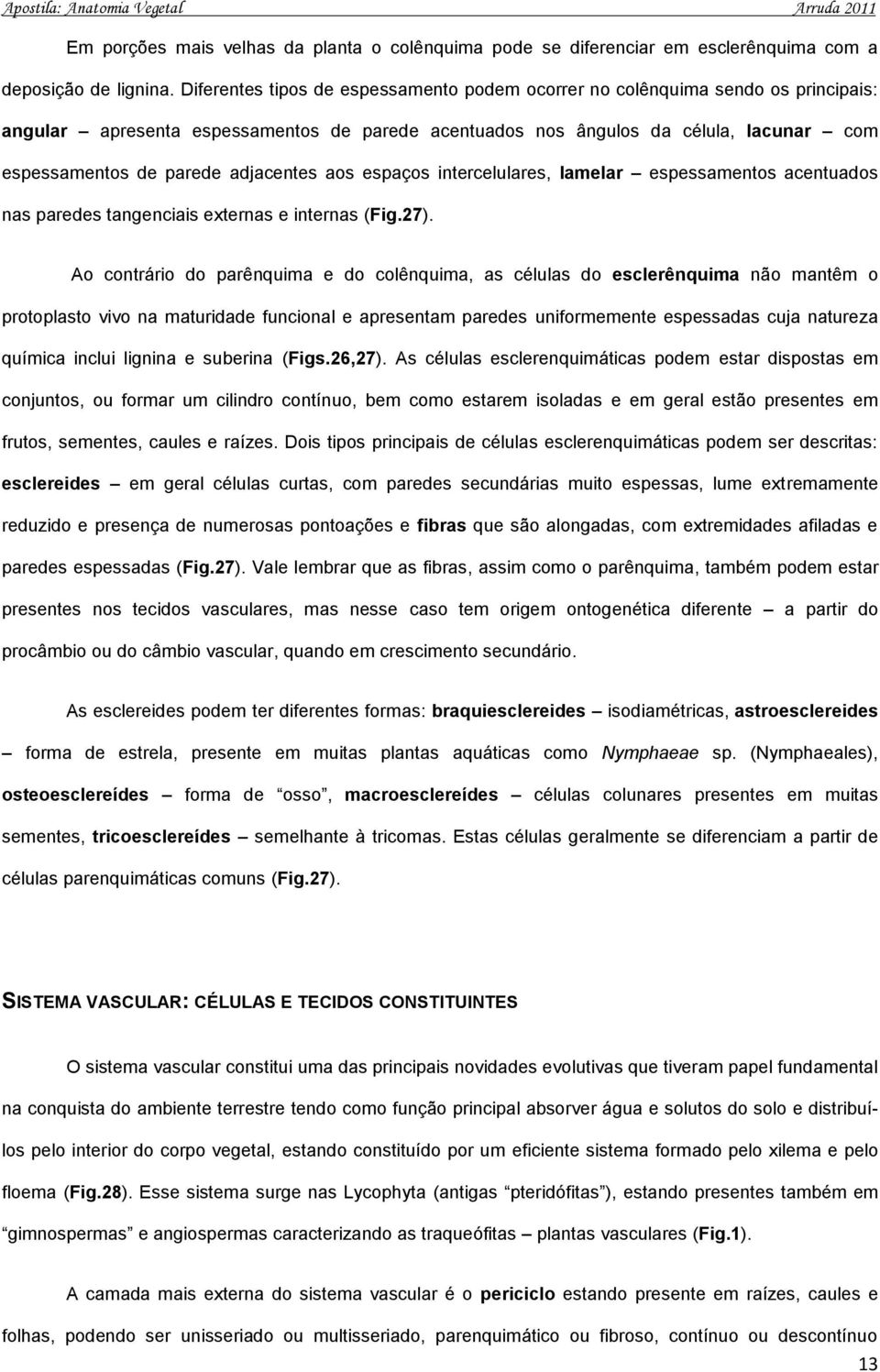 adjacentes aos espaços intercelulares, lamelar espessamentos acentuados nas paredes tangenciais externas e internas (Fig.27).