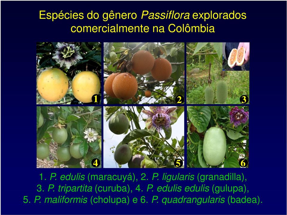 P. tripartita (curuba), 4. P. edulis edulis (gulupa), 5. P. maliformis (cholupa) e 6.