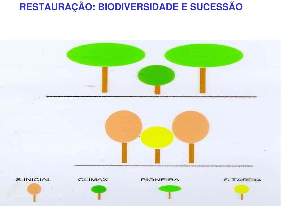 MODELO BÁSICO DE