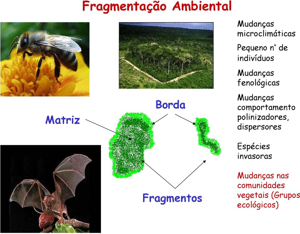 fenológicas Mudanças comportamento polinizadores,