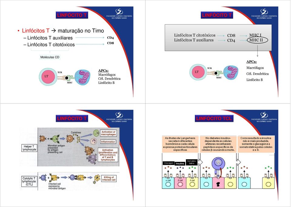 CD8 CD4 MHC I MHC II Moléculas CD APCs: TCR LT MHC LINFÓCITO T APCs: Macrófagos