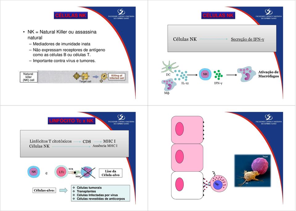 Células NK Secreção de IFN-γ DC NK Ativação de Macrófagos IL-12 IFN-γ Mф LINFÓCITO Tc x NK Linfócitos T citotóxicos