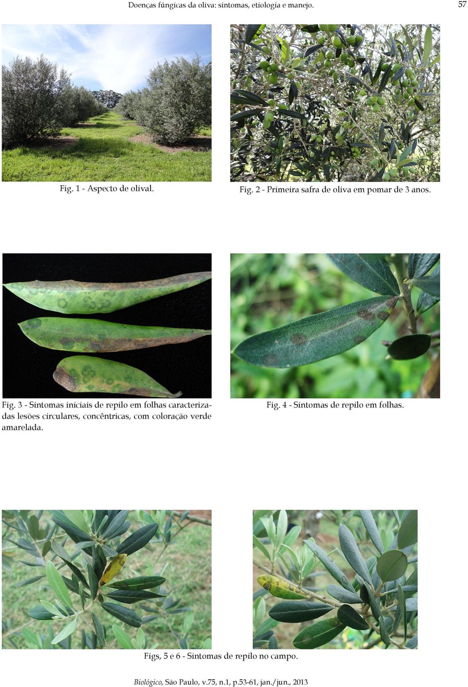 3 - Sintomas iniciais de repilo em folhas caracterizadas lesões circulares,