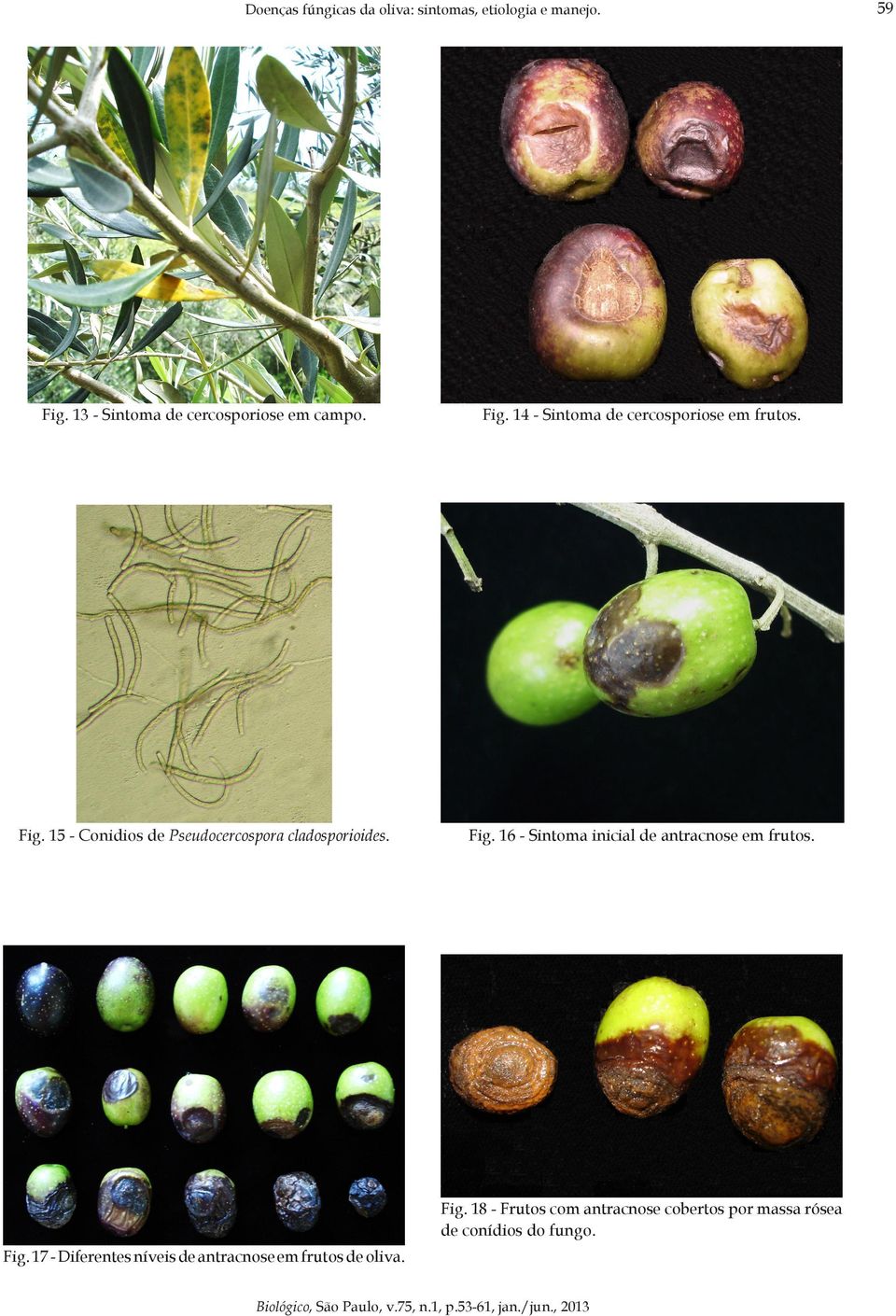 Fig. 16 - Sintoma inicial de antracnose em frutos. Fig.
