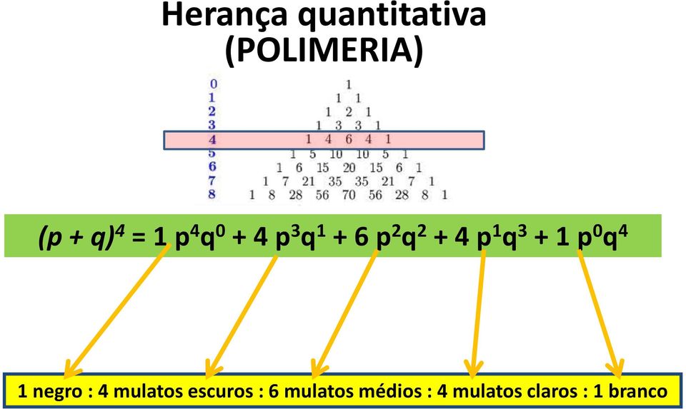 3 + 1 p 0 q 4 1 negro : 4 mulatos escuros :