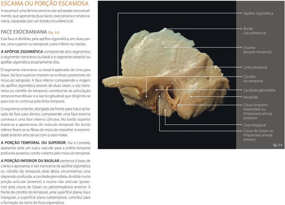 A Apófise Zigomática compreende dois segmentos: o segmento transverso ou basal e o segmento anterior ou apófise zigomática propriamente dita.