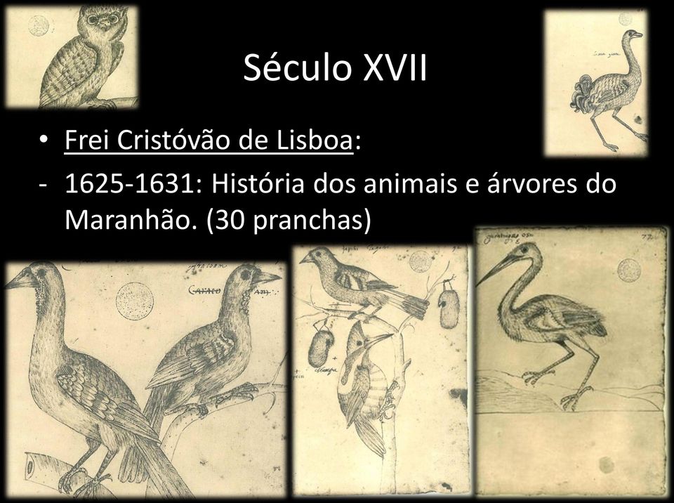 História dos animais e