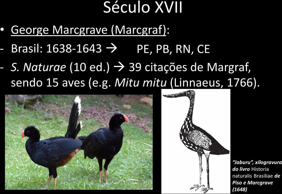 ) 39 citações de Margraf, sendo 15 aves (e.g. Mitu mitu (Linnaeus, 1766).