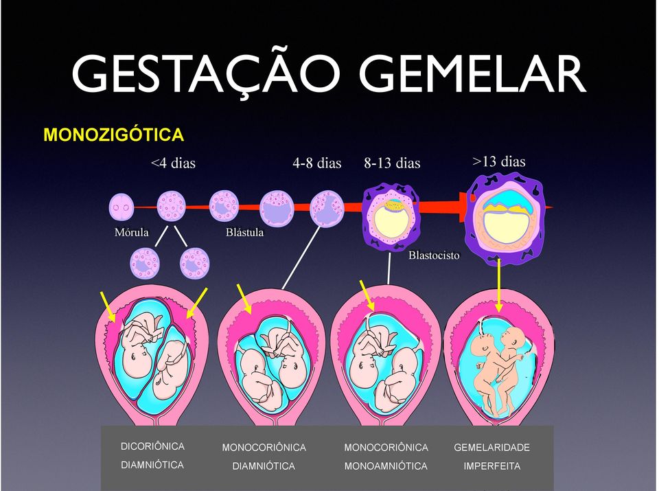 DICORIÔNICA MONOCORIÔNICA MONOCORIÔNICA