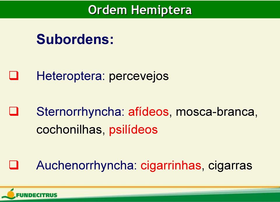 Sternorrhyncha: afídeos,