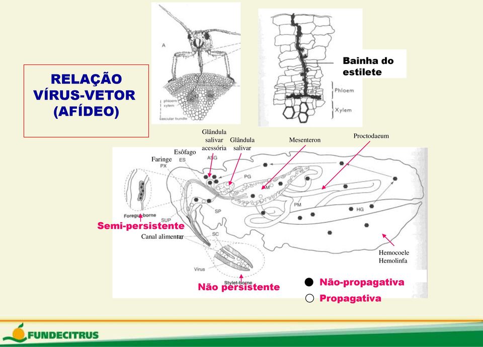 Mesenteron Proctodaeum Semi-persistente Canal alimentar