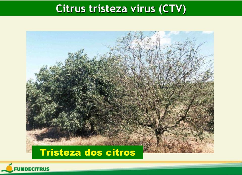 virus (CTV)