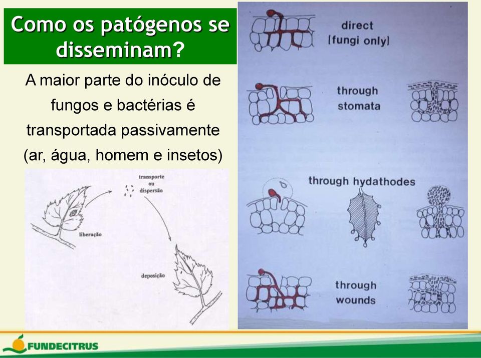 fungos e bactérias é transportada