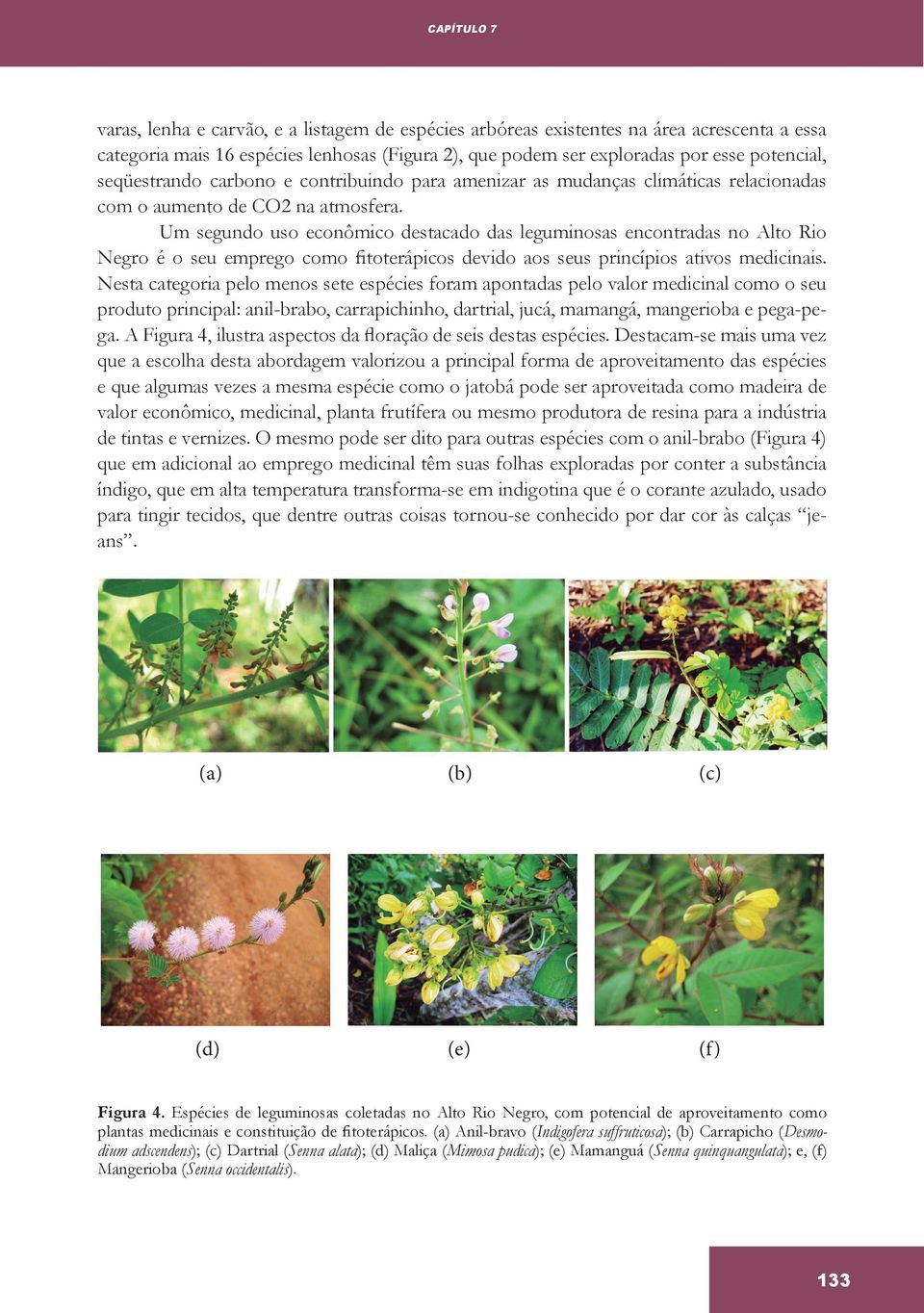 Um segundo uso econômico destacado das leguminosas encontradas no Alto Rio Negro é o seu emprego como fitoterápicos devido aos seus princípios ativos medicinais.