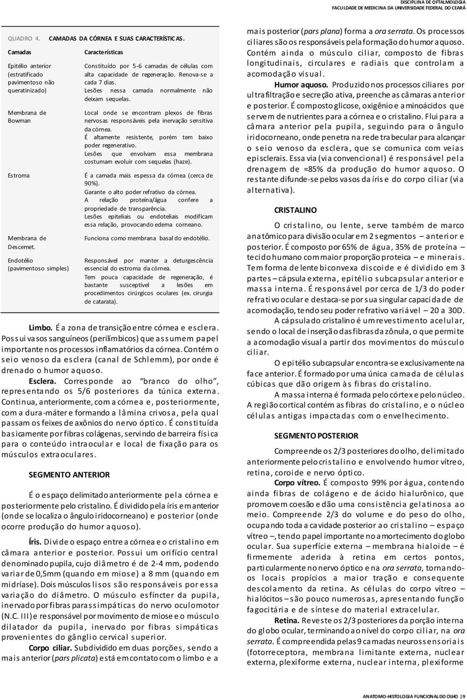 Lesões nessa camada normalmente não deixam sequelas. Local onde se encontram plexos de fibras nervosas responsáveis pela inervação sensitiva da córnea.