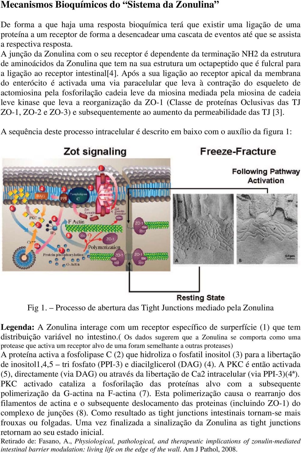 A junção da Zonulina com o seu receptor é dependente da terminação NH2 da estrutura de aminoácidos da Zonulina que tem na sua estrutura um octapeptido que é fulcral para a ligação ao receptor