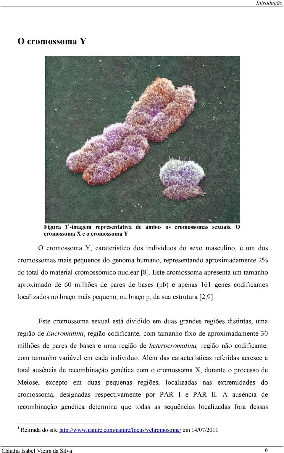 material cromossómico nuclear [8].