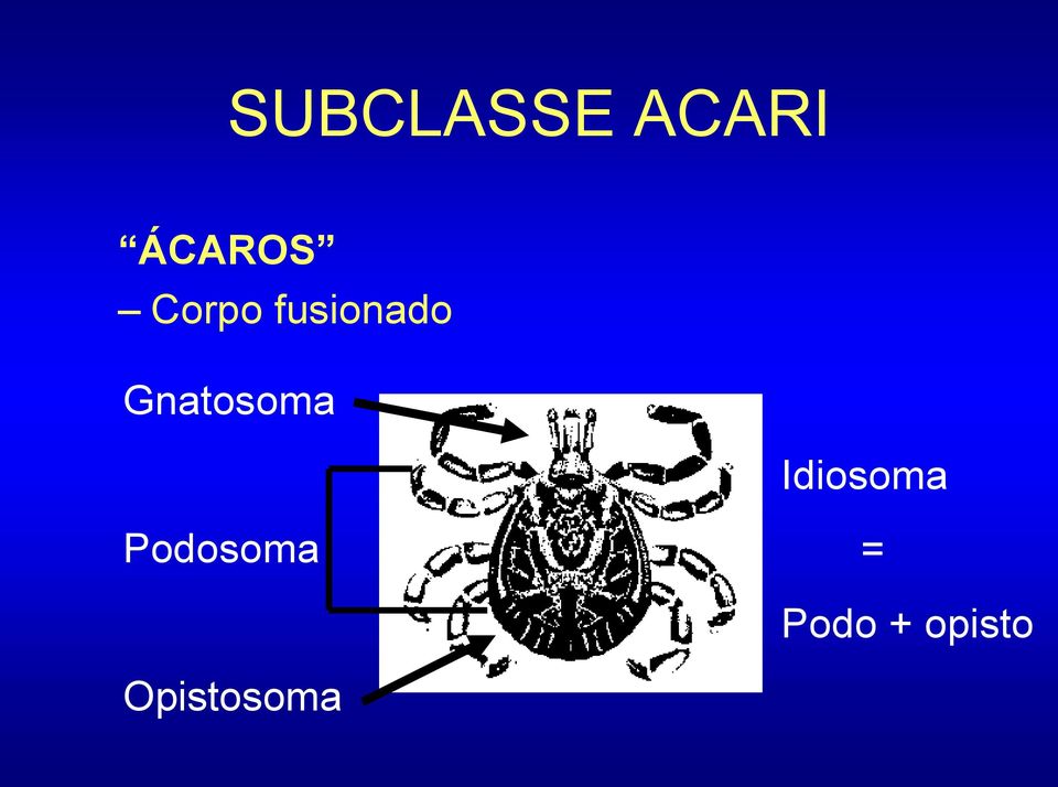 Gnatosoma Idiosoma