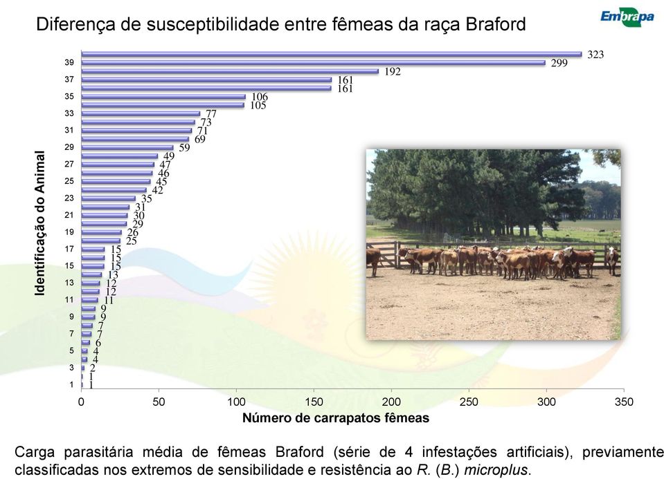 50 100 150 200 250 300 350 192 Número de carrapatos fêmeas 299 323 Carga parasitária média de fêmeas Braford (série de