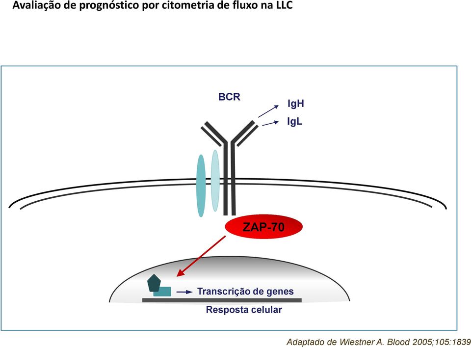 ZAP-70 Transcrição de genes Resposta