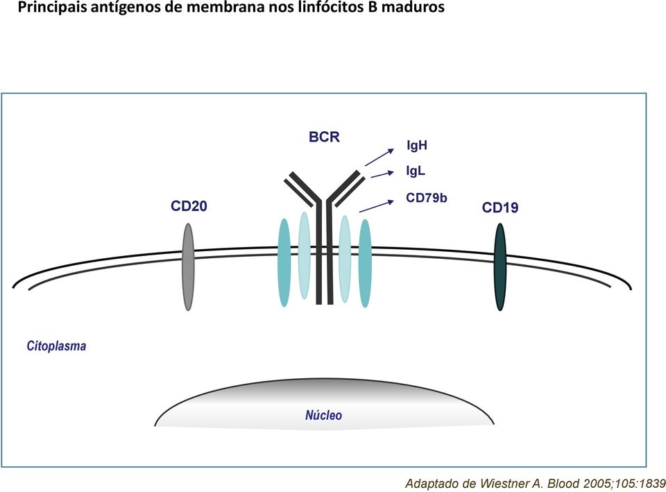 IgL CD79b CD19 Citoplasma Núcleo