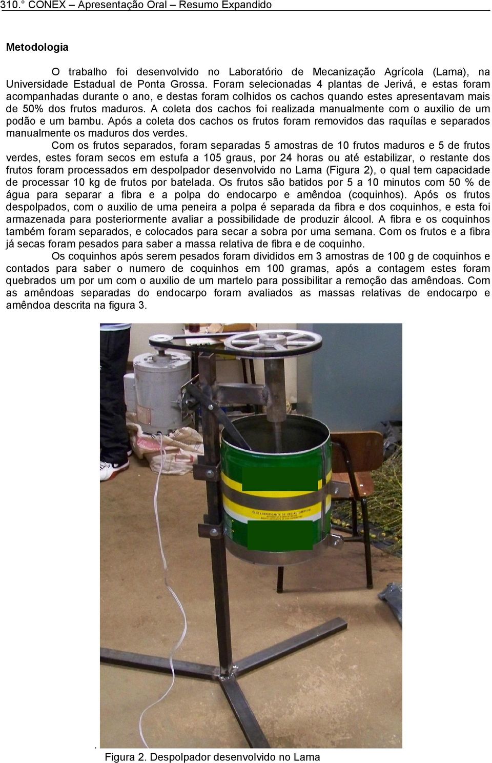 A coleta dos cachos foi realizada manualmente com o auxilio de um podão e um bambu. Após a coleta dos cachos os frutos foram removidos das raquílas e separados manualmente os maduros dos verdes.