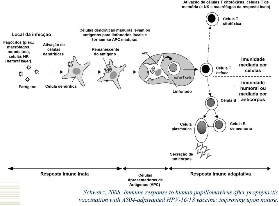 antígeno Célula T helper Patógeno Célula dendrítica Linfonodo Célula plasmática Imunidade mediada por células Imunidade humoral ou mediada por Célula B anticorpos Célula B de memória Secreção de