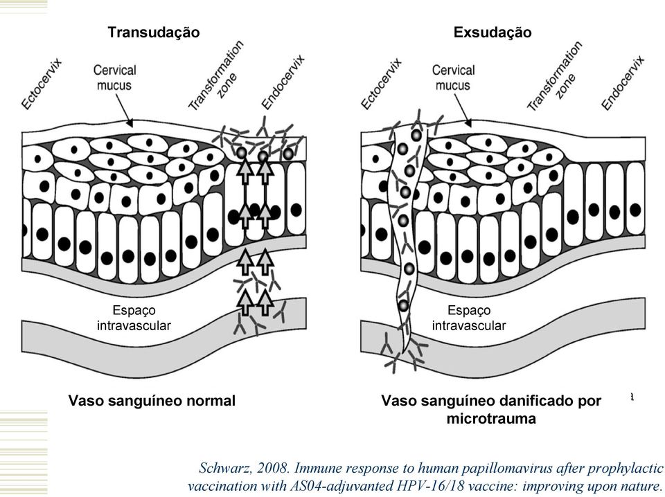 2008. Immune response to human papillomavirus after prophylactic